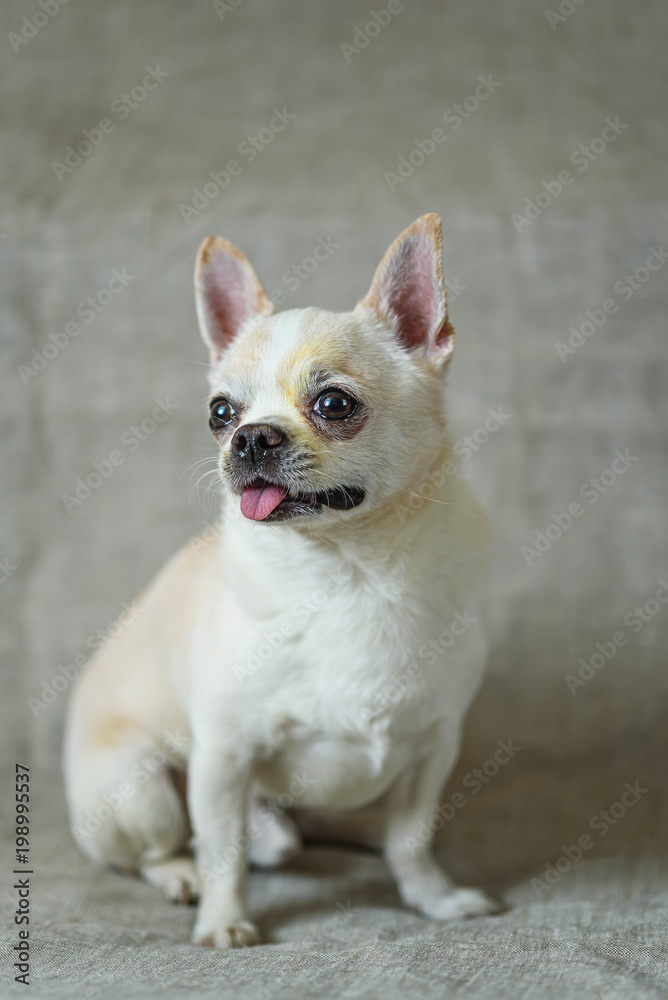 white dog posing on a gray background in a photo studio