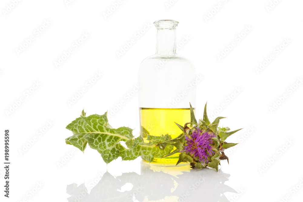 Healthy milk thistle oil. Healthy milk thistle oil.