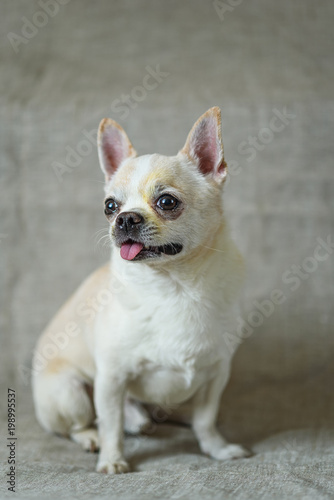 white dog posing on a gray background in a photo studio © shymar27