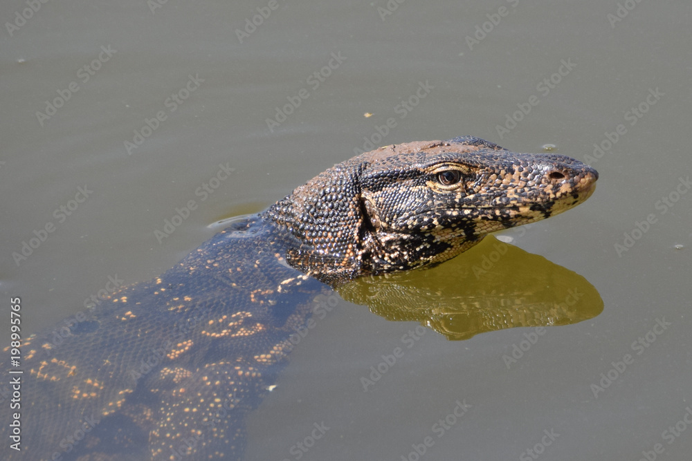 Water Monitor, Sri Lanka Water Monitor, Sri Lanka