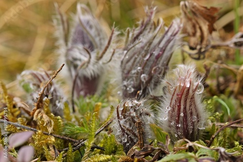 Knospende Gew  hnliche K  chenschellen  Pulsatilla vulgaris  im Nationalpark Kellerwald   