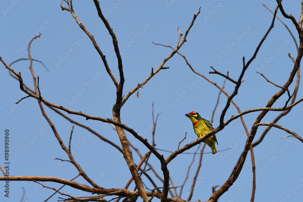 Beautiful coppersmith barbe bird in nature tropic habitat yellow, green and red color perched on branch tree in a nature wild. resident bird in Thailand. Beautiful coppersmith barbe bird in nature tropic habitat yellow, green and red color perched on branch tree in a nature wild. resident bird in Thailand.