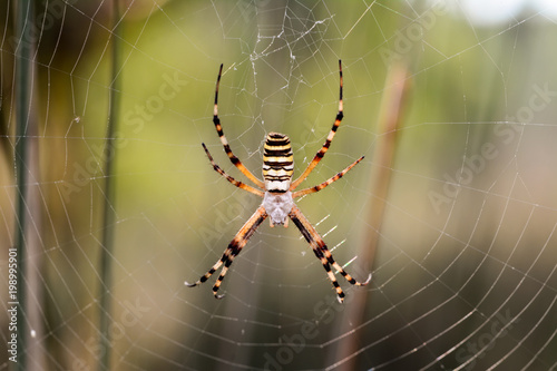 Close up spider and home - Stock Image        
