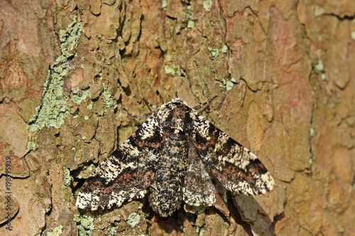 Pappel-Dickleibspanner (Biston strataria) 
 photo