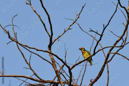 Beautiful coppersmith barbe bird in nature tropic habitat yellow, green and red color perched on branch tree in a nature wild. resident bird in Thailand.