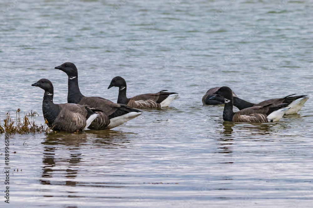 Flock of dark-bellied brent geese feeding at low tide Flock of dark-bellied brent geese feeding at low tide