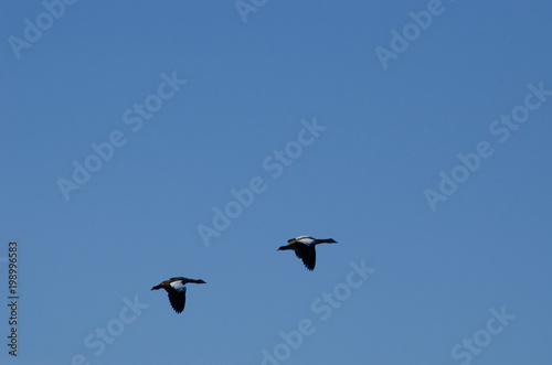 Pas de deux im Flug - Ein Nilgänsepaar im Synchronflug