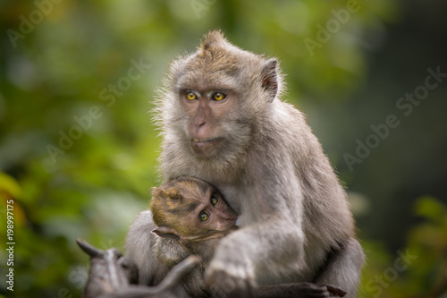 Tempel der Affen - Bali © Michael