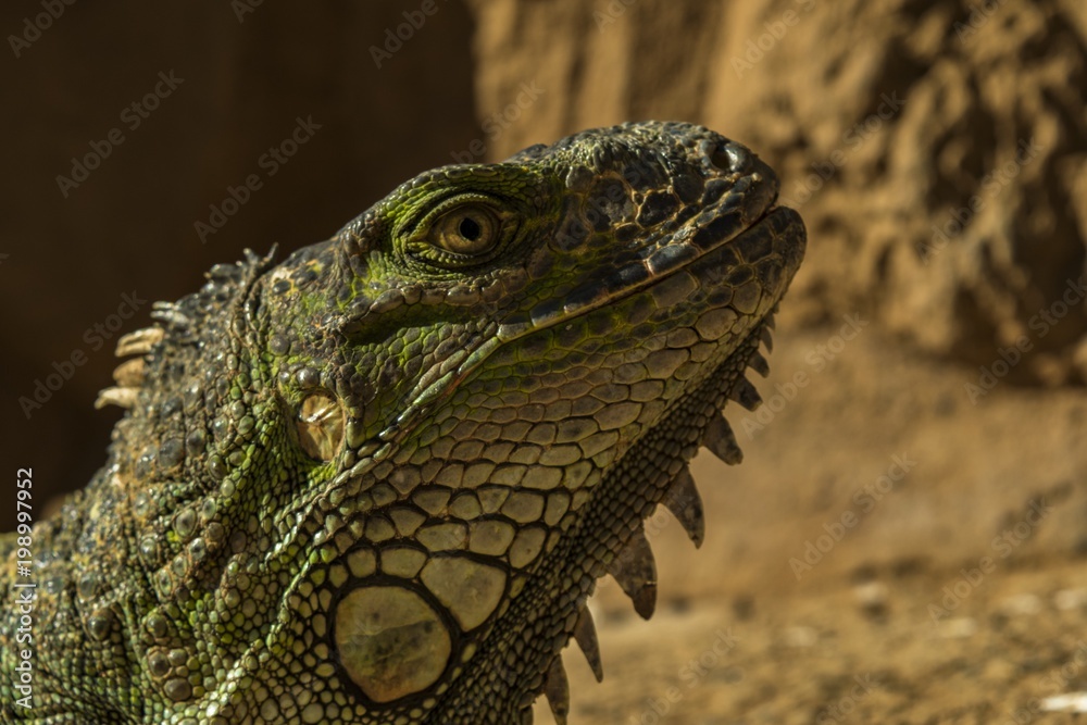 Obraz premium Iguanodon