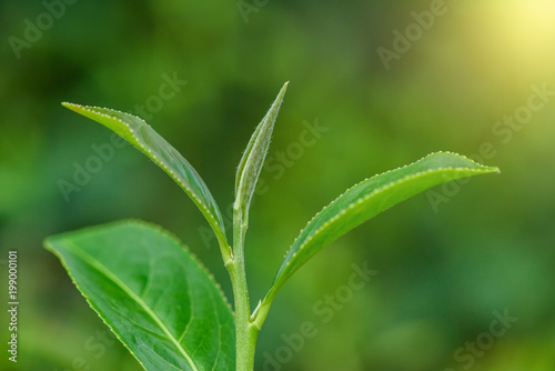 Fresh tea leafs in plantation.