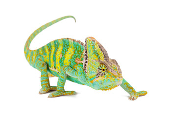 Handdoek met foto Kameleon Gesluierde kameleon van dichtbij gezien  © Lukas Gojda