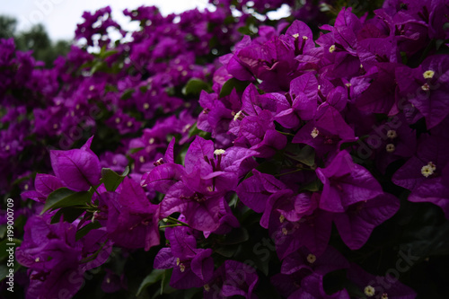 Bugambilia, Purple flowers