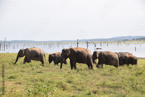 Indian Elephants  Minneriya National Park  Sri Lanka