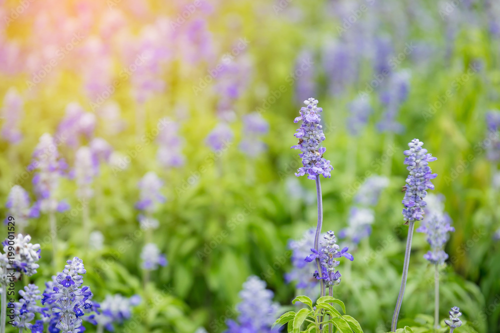 Obraz premium Beautiful purple lavender with the sunlight in the garden.