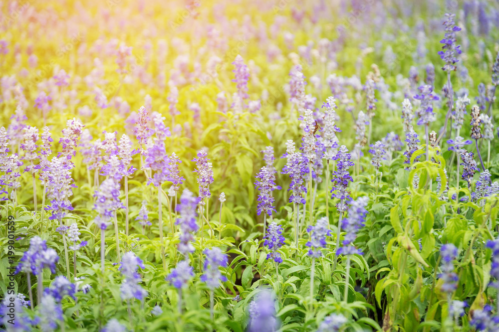 Obraz premium Beautiful purple lavender with the sunlight in the garden.