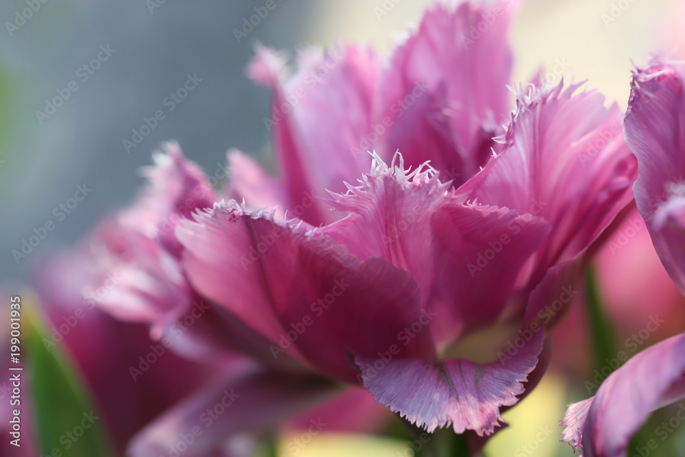Tulips lilac. Macro. A flower background with terry tulips horizontally .Tulipa. Liliaceae Family. Tulips lilac. Macro. A flower background with terry tulips horizontally .Tulipa. Liliaceae Family.
