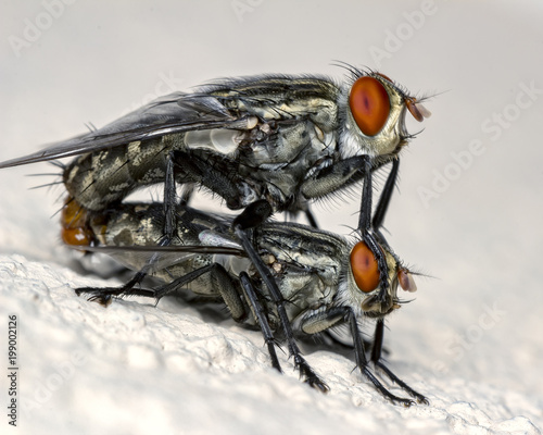 Flies in copulation extreme close up photo