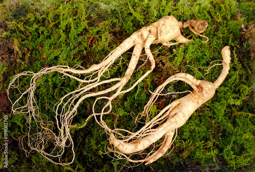 Wild Korean ginseng root. Wild ginseng can be processed to be red or white ginseng. Ginseng has been used in traditional medicine. photo