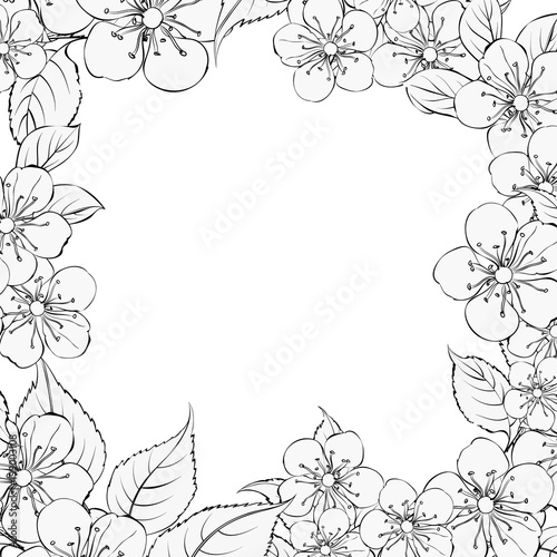 Blooming sakura rectangle frame around text place over white background. Vector illustration.