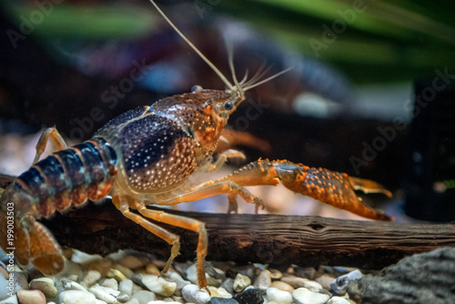 Crayfish or crawdad, they are great to eat and a big part of cajun cuisine .