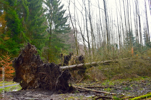 entwurzelter Baum photo