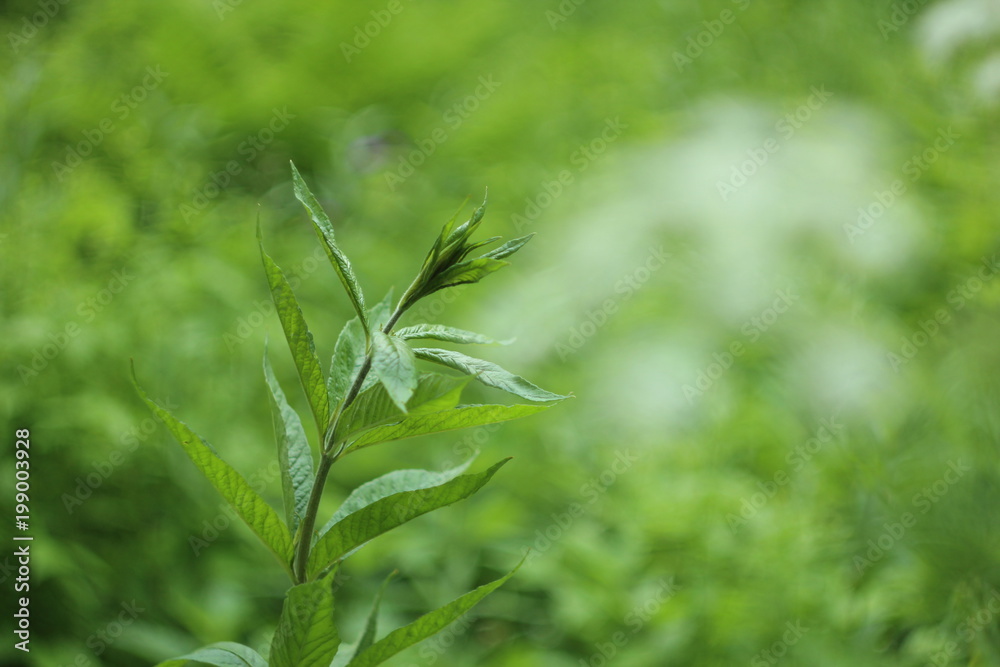 plant plant