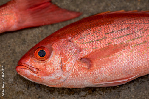 Red Snapper fish