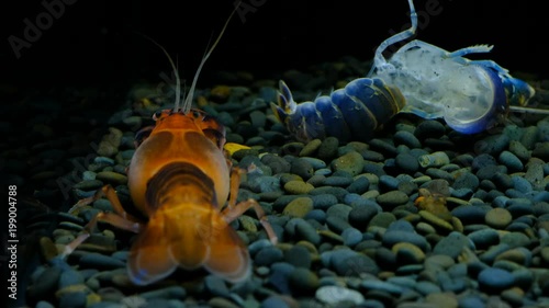 Cherax Destructor volcano moult in the aquarium      photo