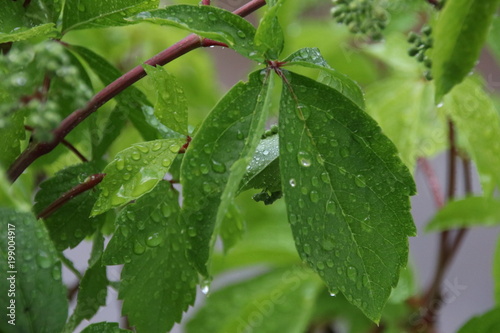 Wallpaper Mural Nasse Blätter Torontodigital.ca