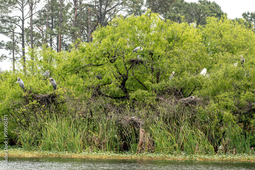 a large tree full of egrets and nesting herons at the edge of a lake.