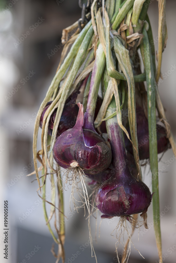 cipolle rosse di tropea, mazzo StockFoto Adobe Stock