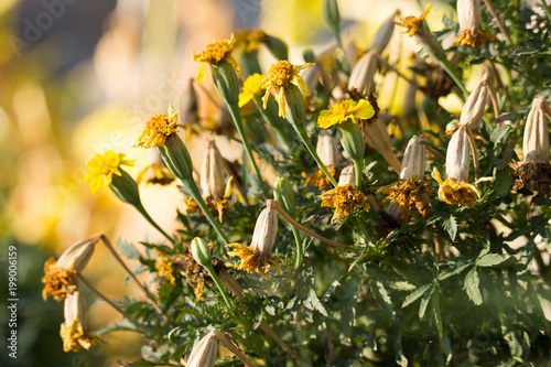 Yellow Tagetes Flowers © Antonella