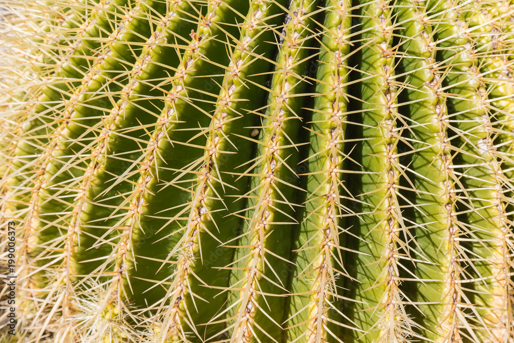cactus of the exotic garden of Monaco cactus of the exotic garden of Monaco