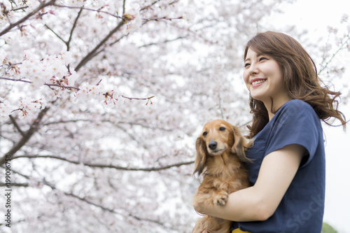 女性 ペット 散歩 桜