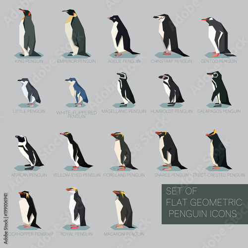 Set of flat geometric species of Penguins