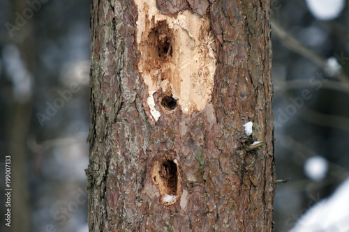 Woodpecker's work