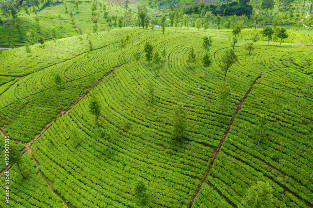 Tea plantations in the mountains. Aerial View