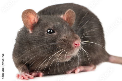 Grey rat closeup