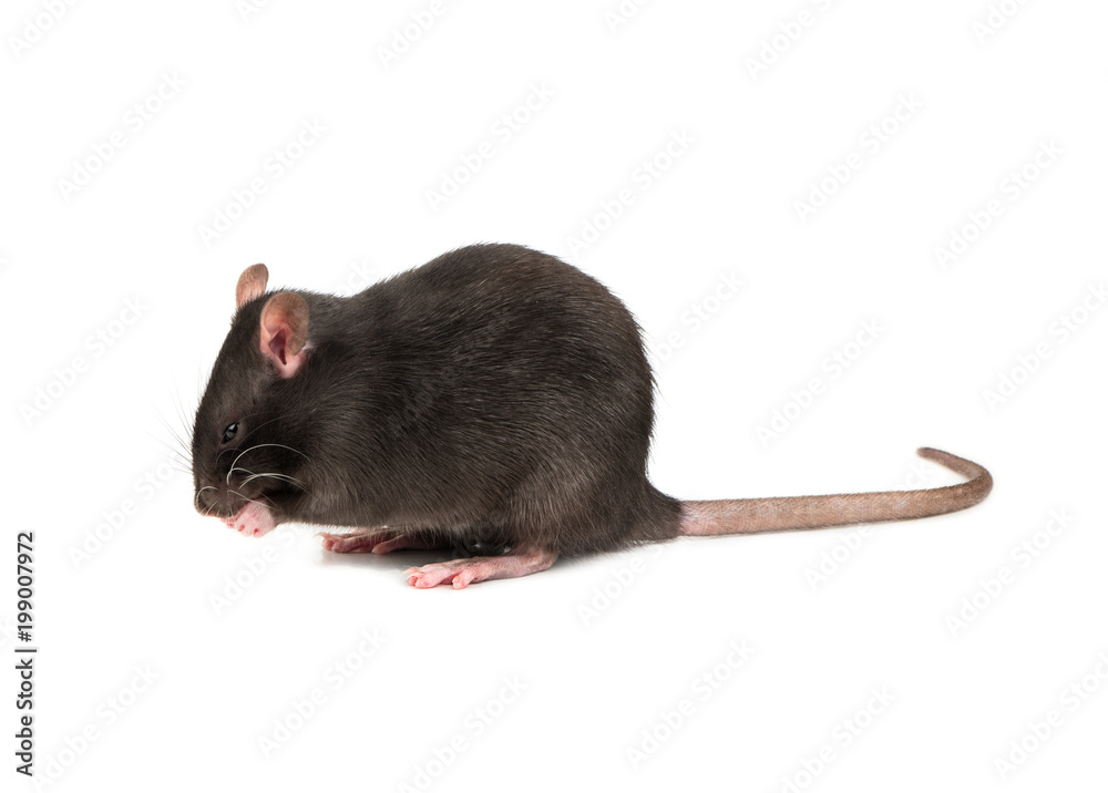 Grey rat isolate Grey rat isolate