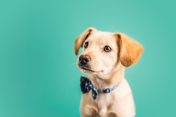 Adorable golden puppy