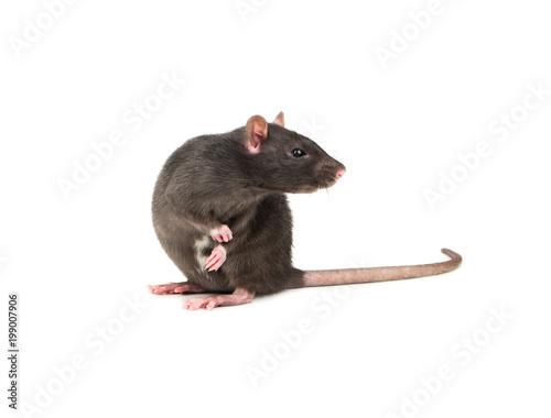 Grey rat isolate