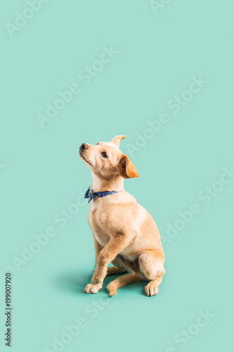 Εκτύπωση καμβά Adorable golden puppy