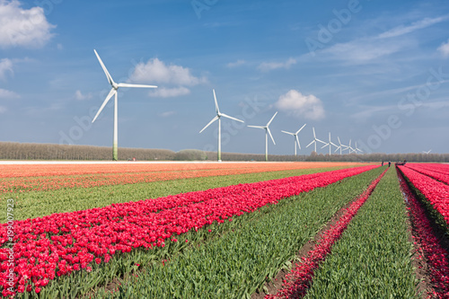 Dutch landscape with tulips and wind turbines