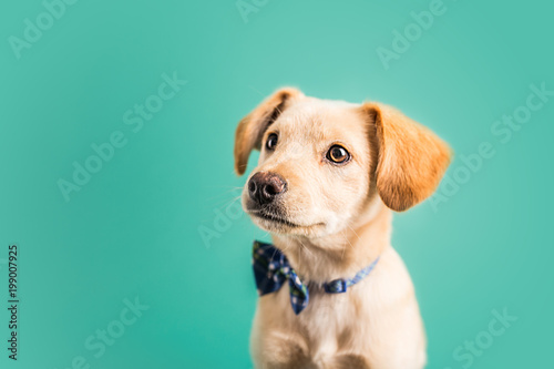 Adorable golden puppy Fototapet