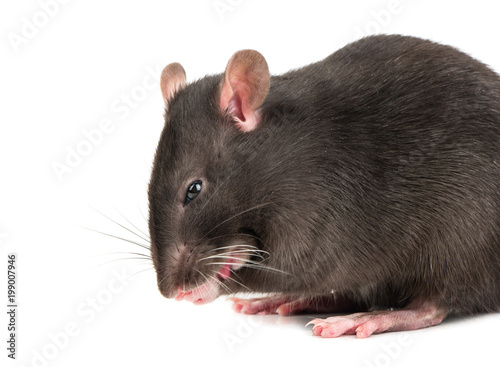 Grey rat closeup