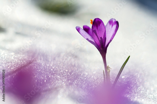 View of magic blooming spring flowers crocus growing from snow in wildlife. Amazing sunlight on spring flower crocus © macrowildlife