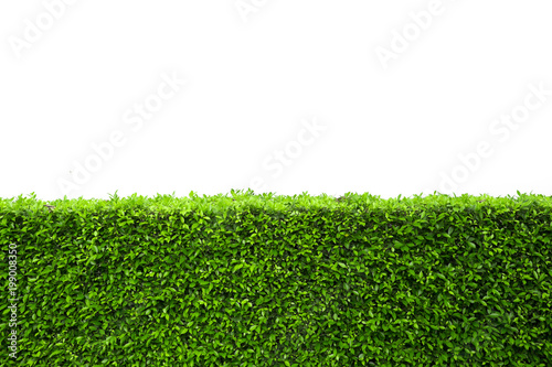 Isolated green hedge bush on white background