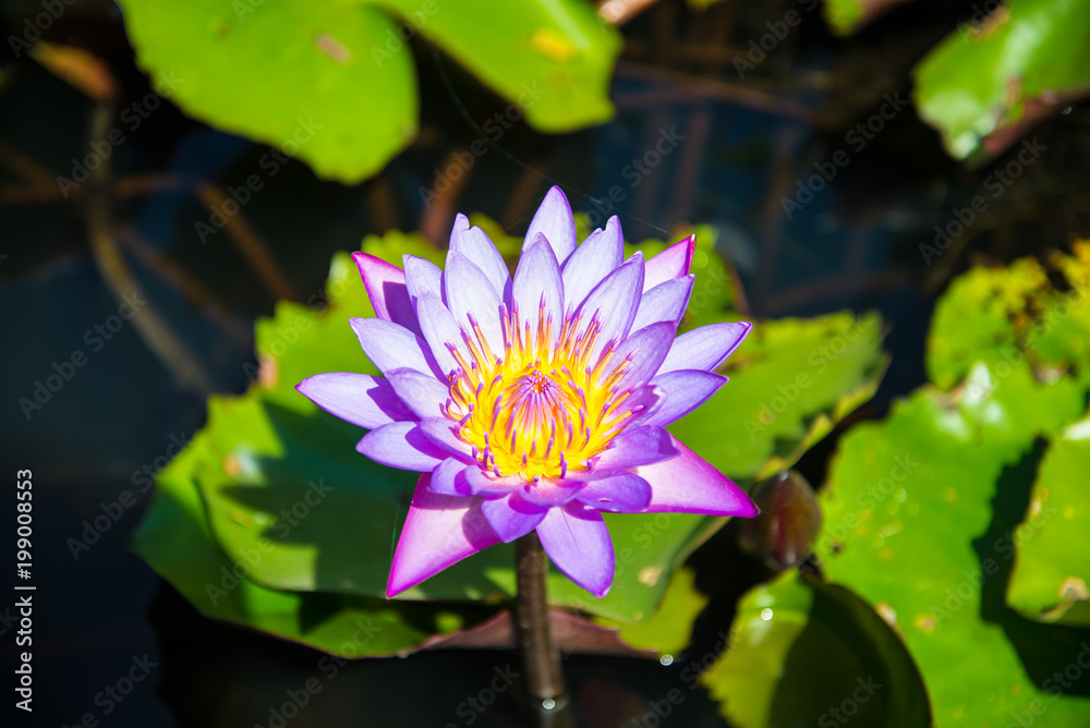 Purple Lotus in the lotus pond Purple Lotus in the lotus pond