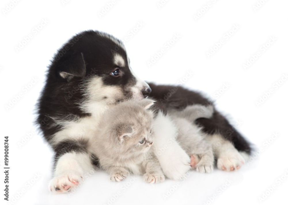 Husky puppy hugging scottish kitten and looking away. isolated on white background