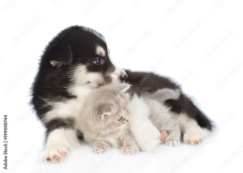Obraz premium Husky puppy hugging scottish kitten and looking away. isolated on white background